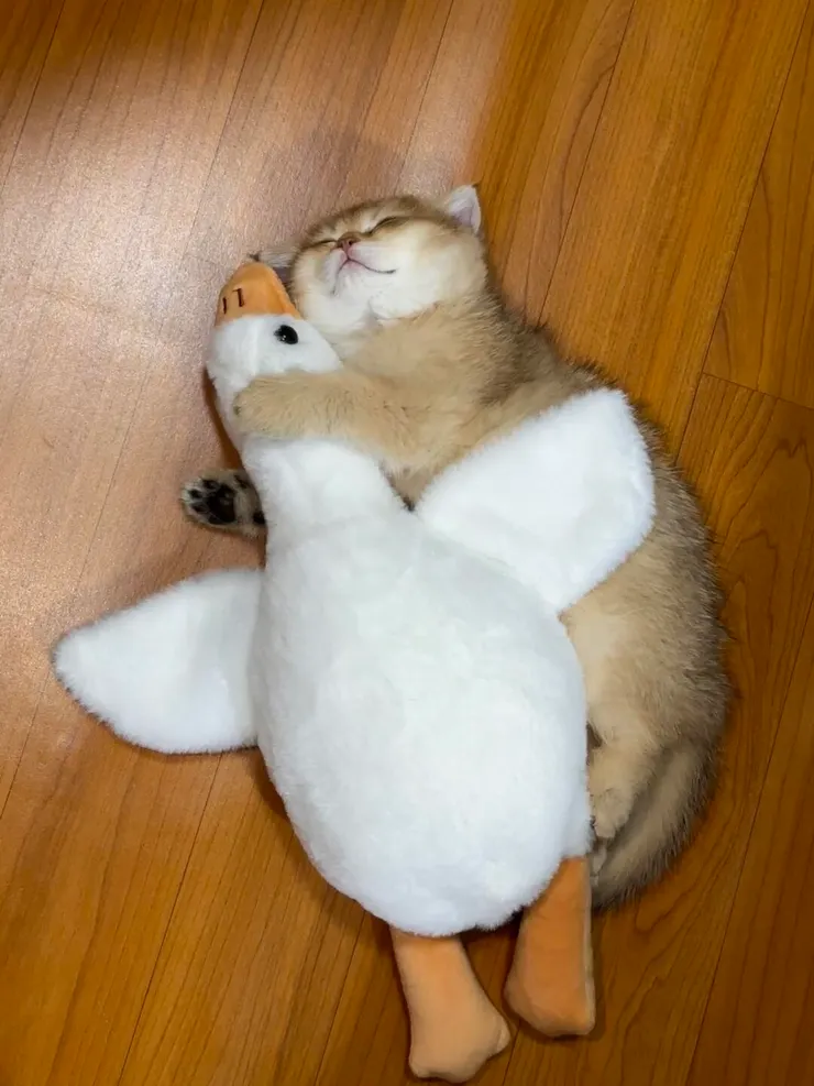 網路找到的貓貓圖