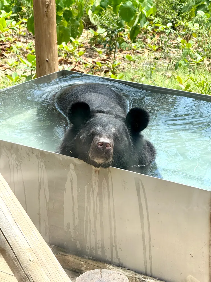 壽山動物園-超近距離台灣黑熊。不只我們熱熊熊也好熱～～～