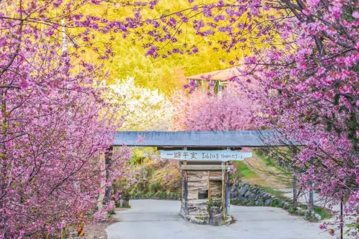 🔗 新竹 | 司馬庫斯 & 巨木群步道一日遊 (圖片來源:KKday)