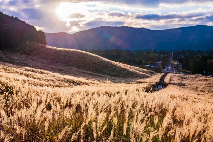 ▲仙石原芒草 / photo source：絕景日本