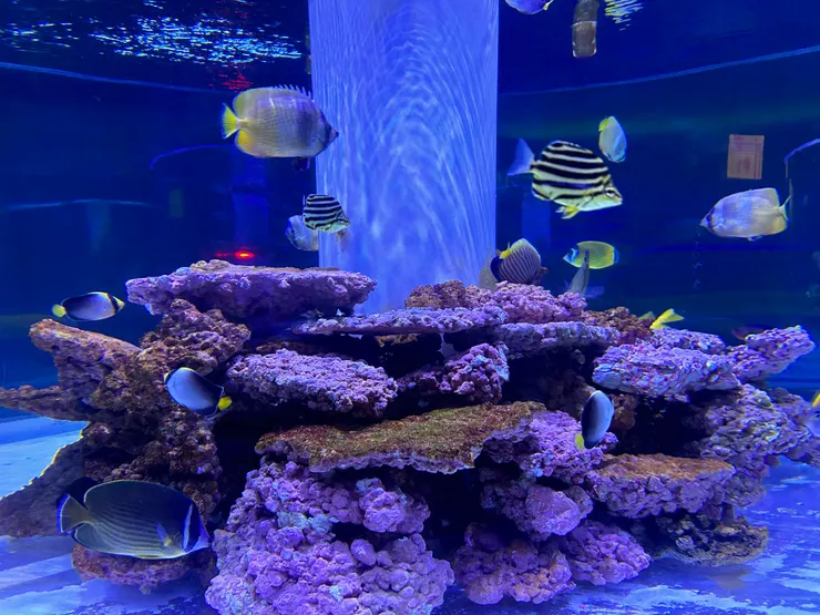 魚兒游來游去，我可以看個一整天~~