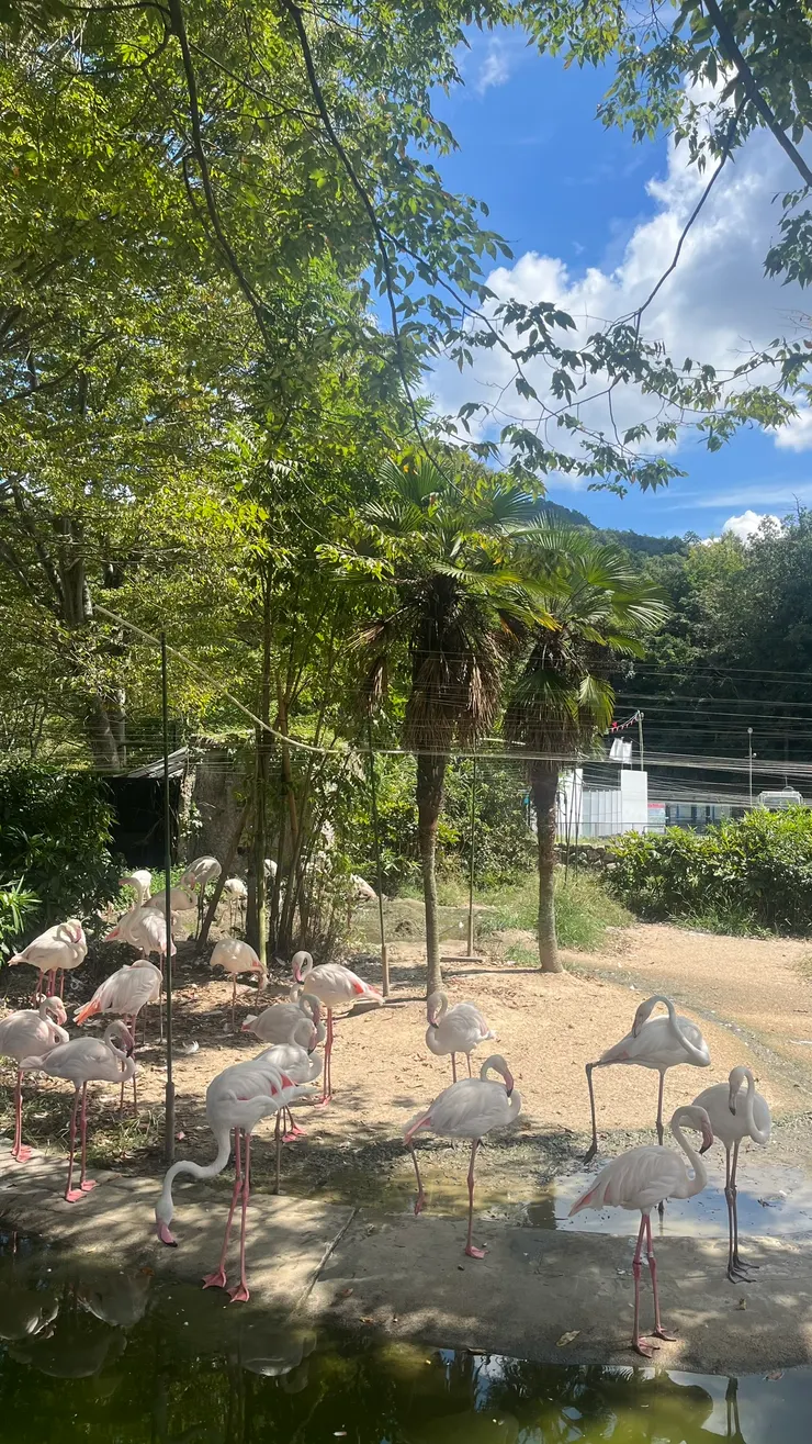 鶴群優雅地站著。