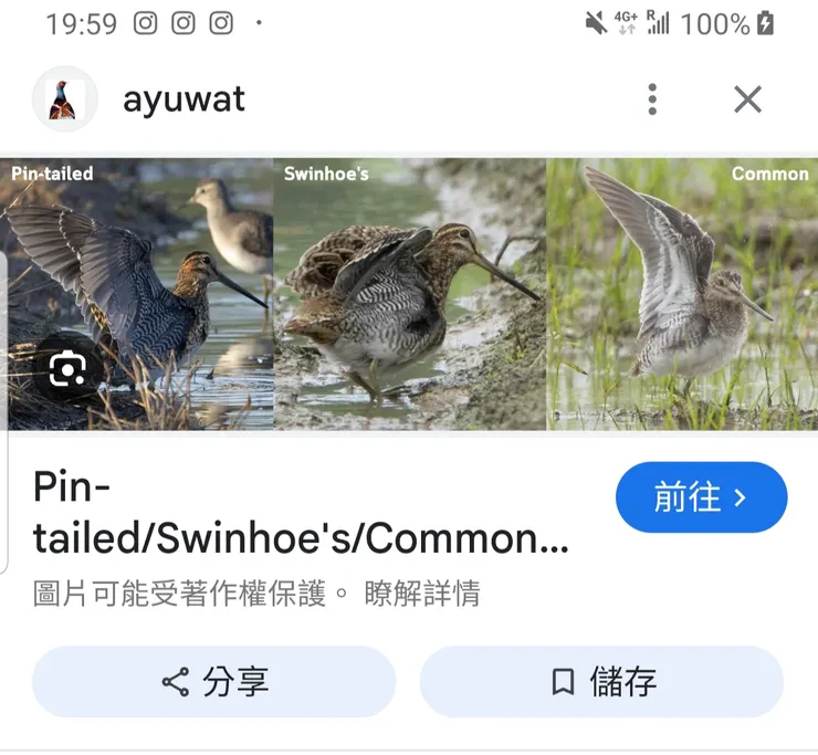 令人頭痛的三兄弟，左起針尾，大沙錐，扇尾沙錐(網上圖片)