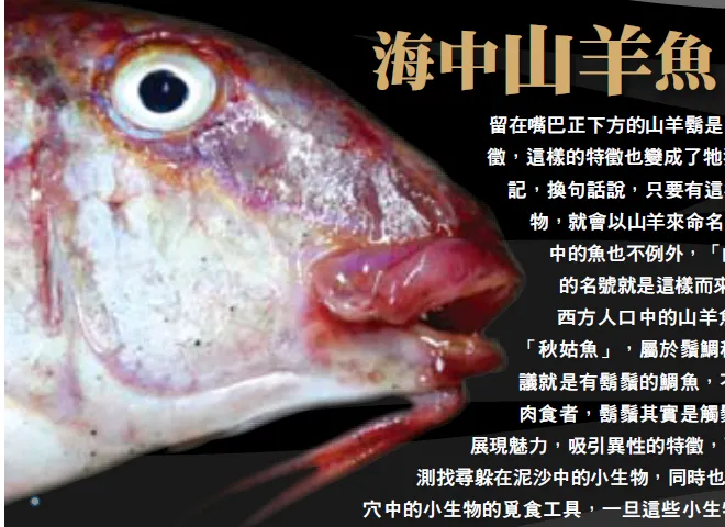 出現在實驗室門口養殖桶旁的新鮮活體標本