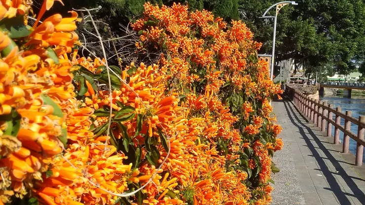 炮仗花的季節快過了吧！