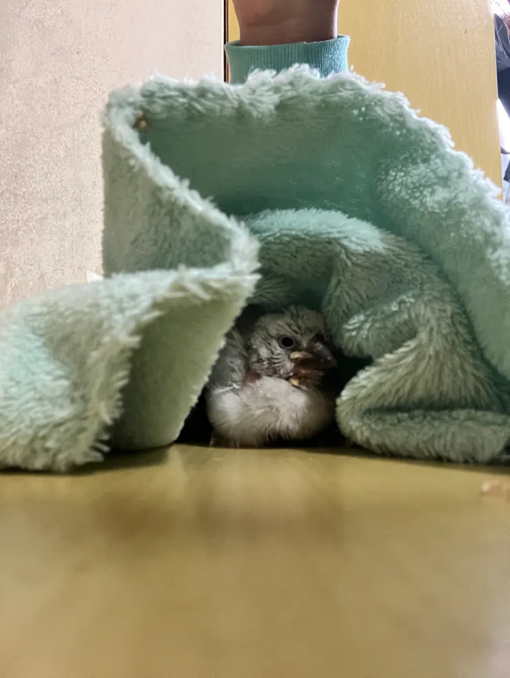 看到一坨的小東西就融化了，每個人都有一條小被被，看來這條就是貝貝的小被被。