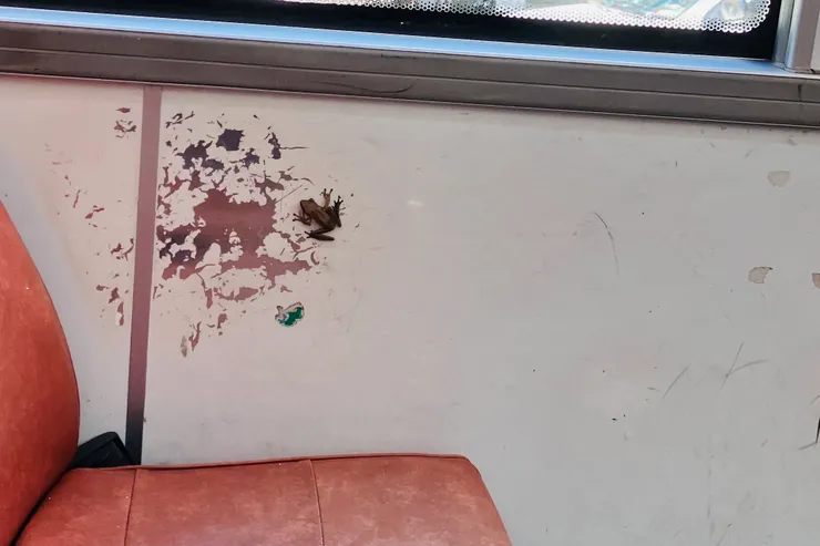 公車上的小青蛙