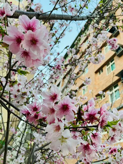 是3月路上的櫻花🌸