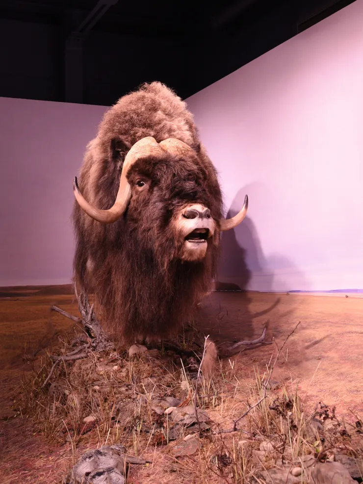 麝牛 Muskox 標本