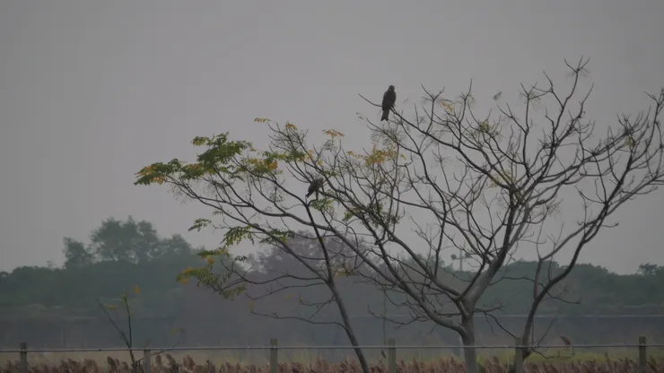 左栗鳶，右黑鳶