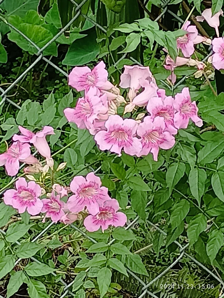 昨日單騎亂入村家小徑，再遇紫雲藤花招手迎，自拍攝