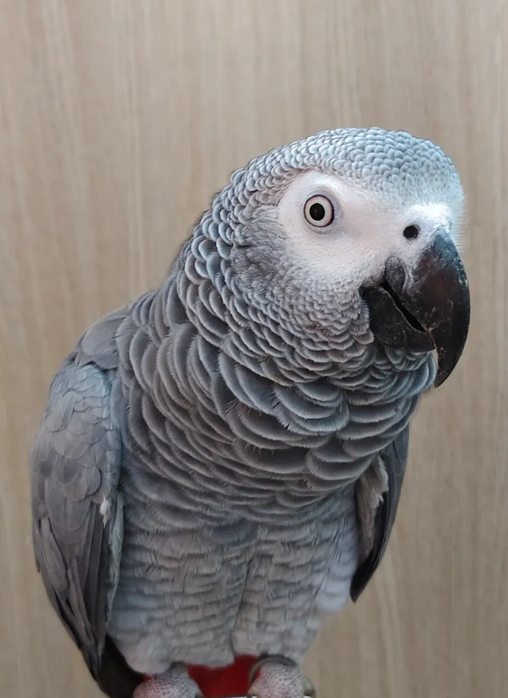 圖片來源：灰鸚鵡小灰寶貝 《灰鸚鵡害怕新玩具如何克服呢？》  
