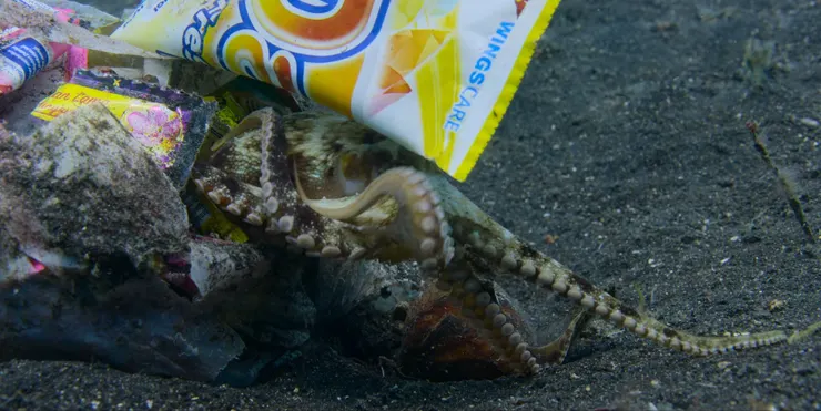 印度洋的條紋章魚躲在垃圾堆裡。《我們的海洋》影片截圖