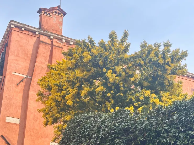 3月在義大利開滿的黃花：Mimosa（含羞草花/銀合歡）。義大利的傳統：婦女節時送給女性。