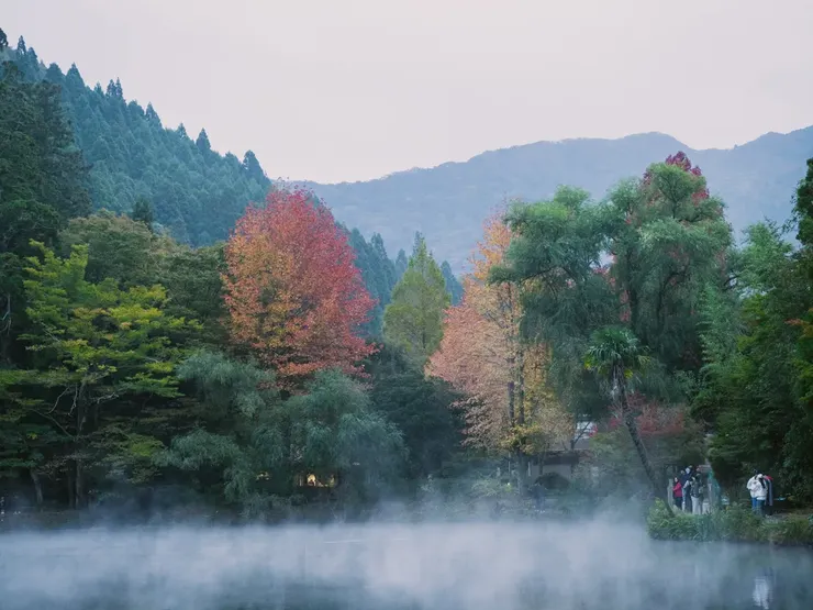 2024/11/09 綠葉與紅葉的比例約 2:1