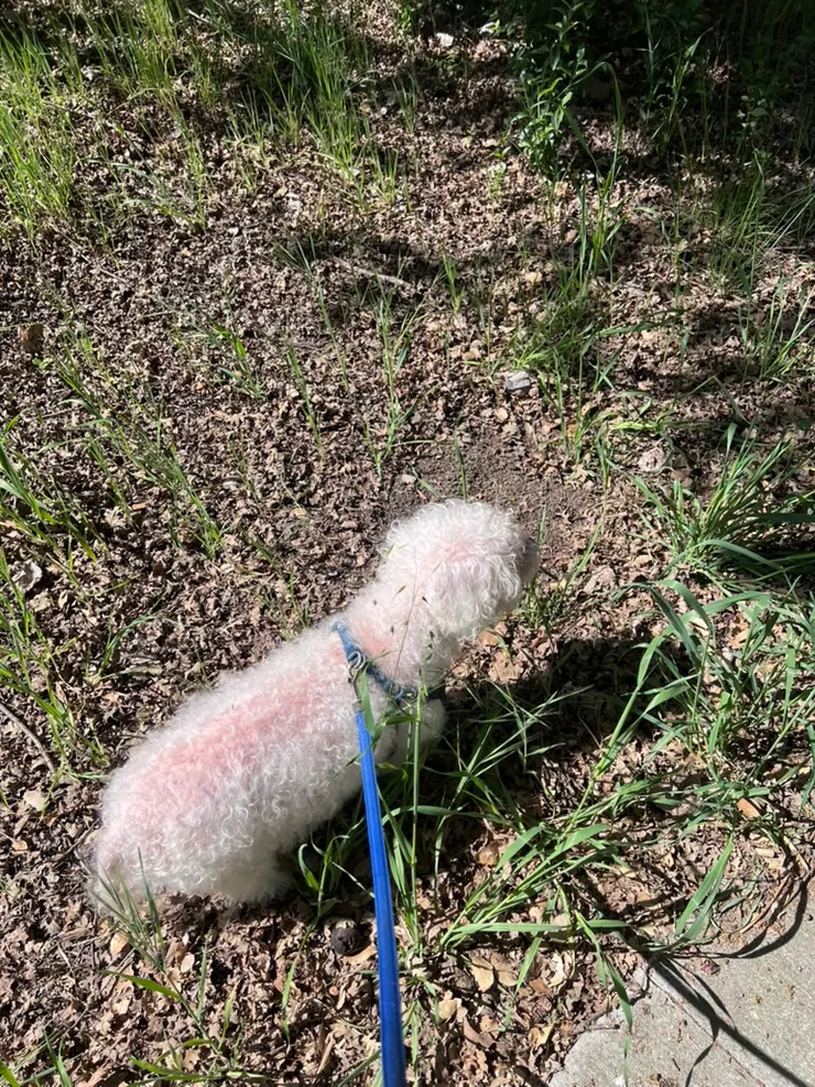 細細的草也是很好聞的