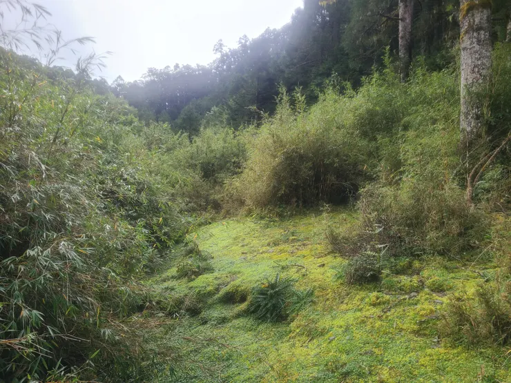 小胖池後出口，後面的路難走程度明顯高很多。