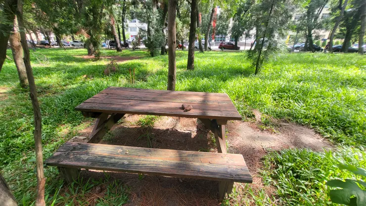 中興大學-黑森林(李建崑攝影)