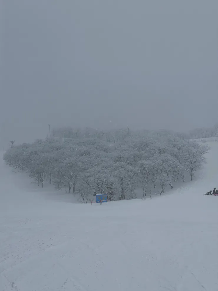 到山頂後往下看會看到心型的樹林