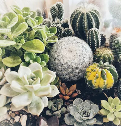 艾莉小姐的沙龍