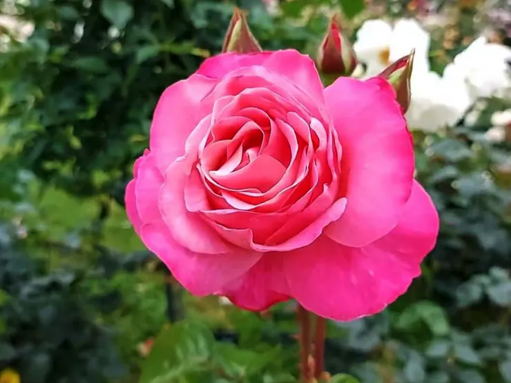 玫瑰園裡約冇250種不同品種