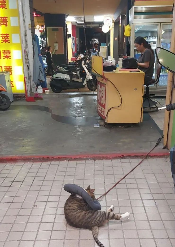 檳榔攤的🐱（既然ㄙㄞˇ態不給拍，就來個背後貓，不好意思直接拍檳榔攤闆娘