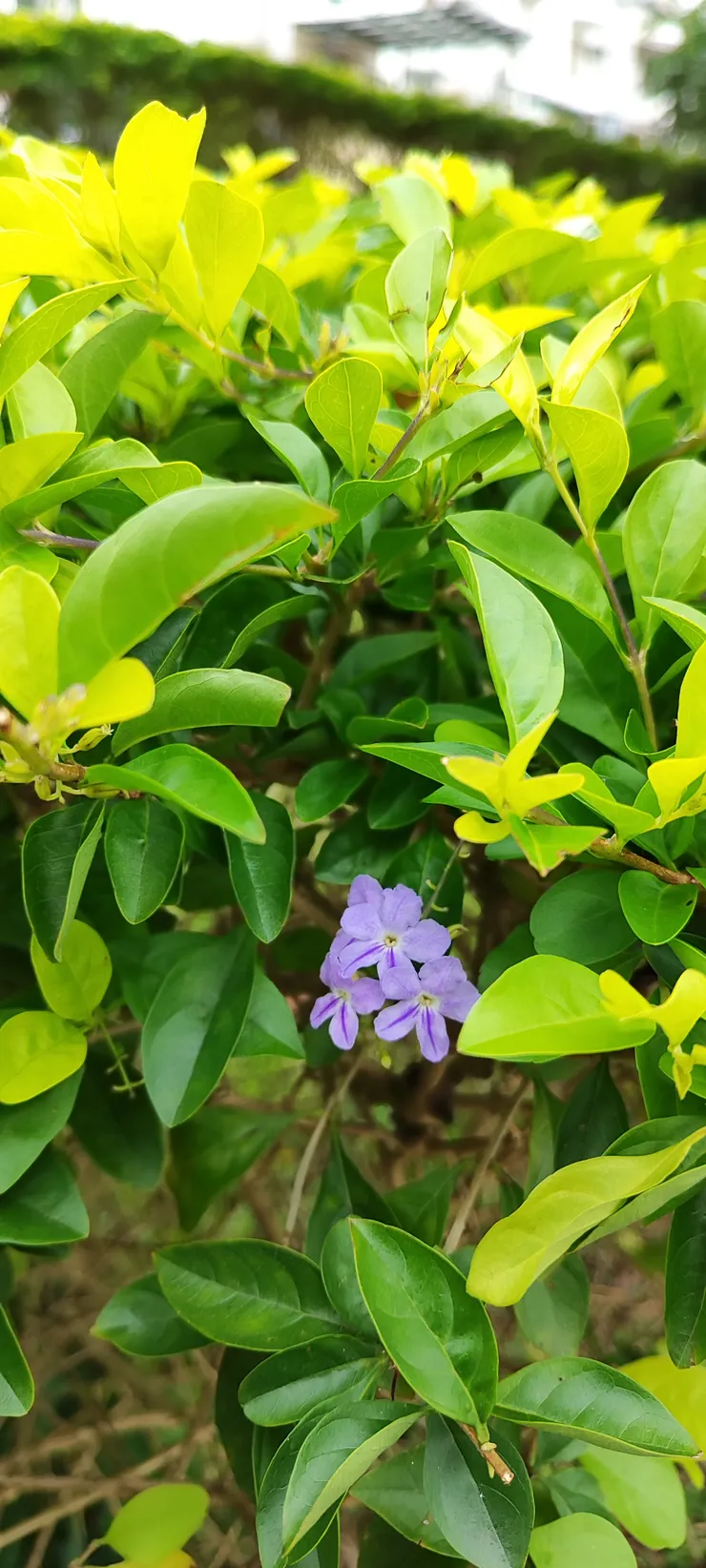 金露花花語：平凡
