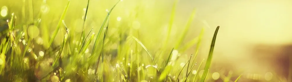 一便士的魚的沙龍