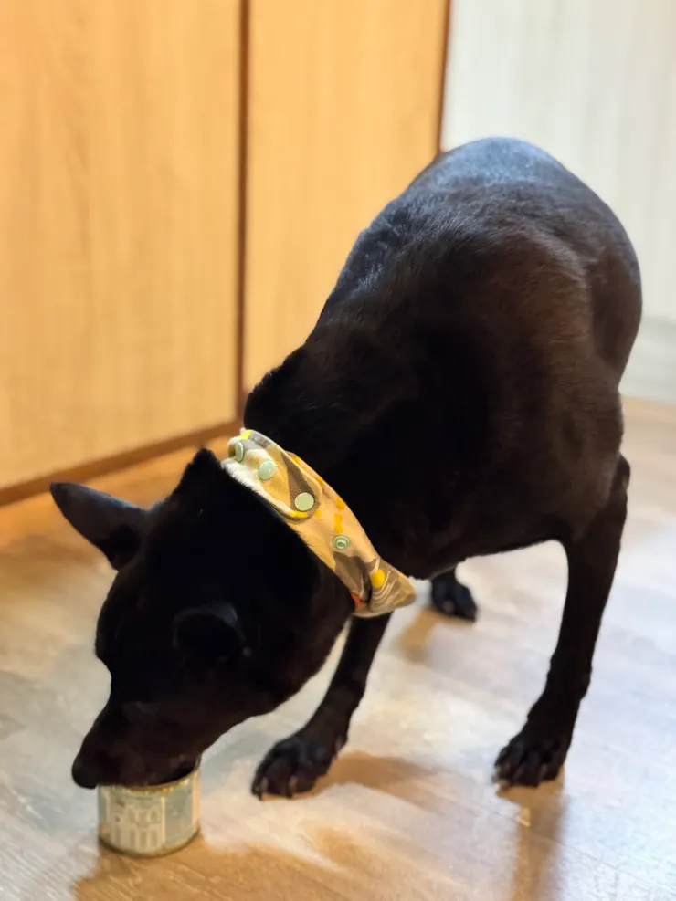 店狗小黑把罐頭咬出來外面玩