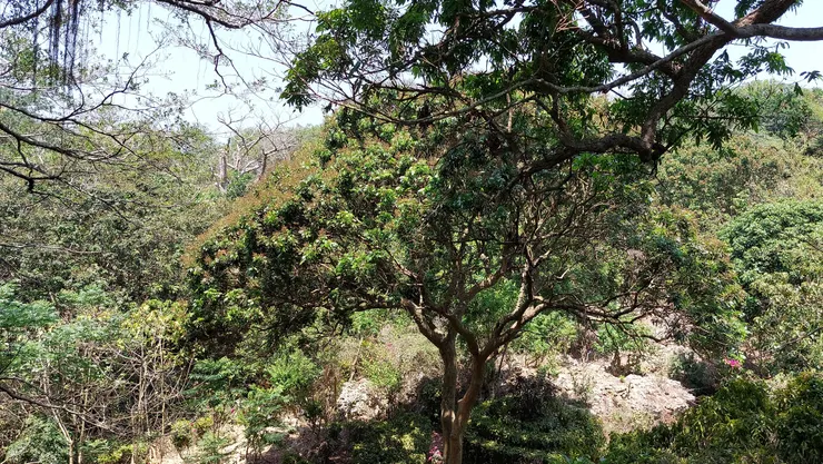 後花園,大龍眼樹,花開茂盛
