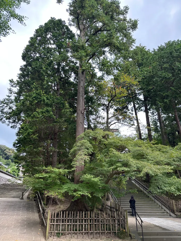 浮誇的引路人樹