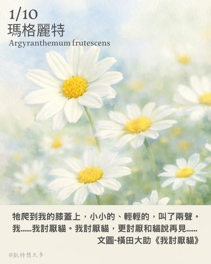 《一日一花・一句》｜1 月 10 日｜瑪格麗特 × 橫田大助《我討厭貓》