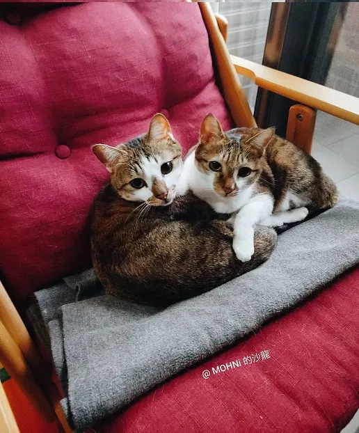 寶寶（左）和萌萌（右）兄妹倆恩愛畫面只限冬季。