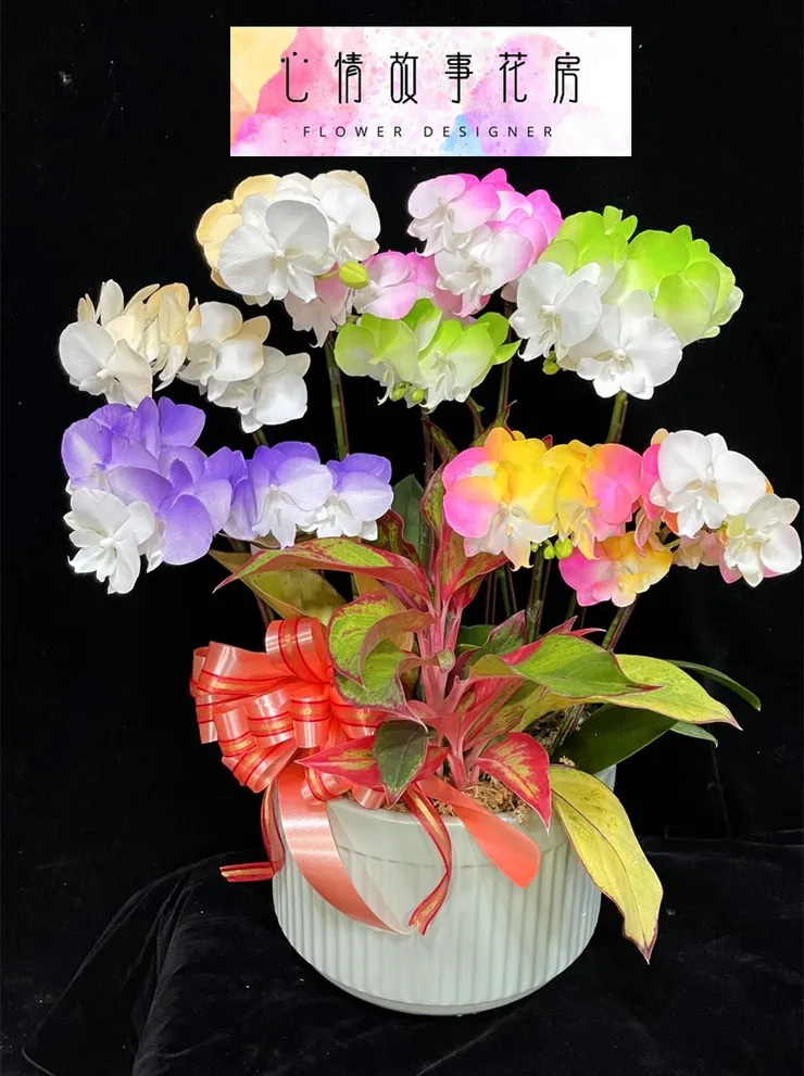 台南最推薦花店|心情故事花房陪您迎接蛇年,蘭花盆栽添喜氣,公家機關、銀行、醫院一致首選!