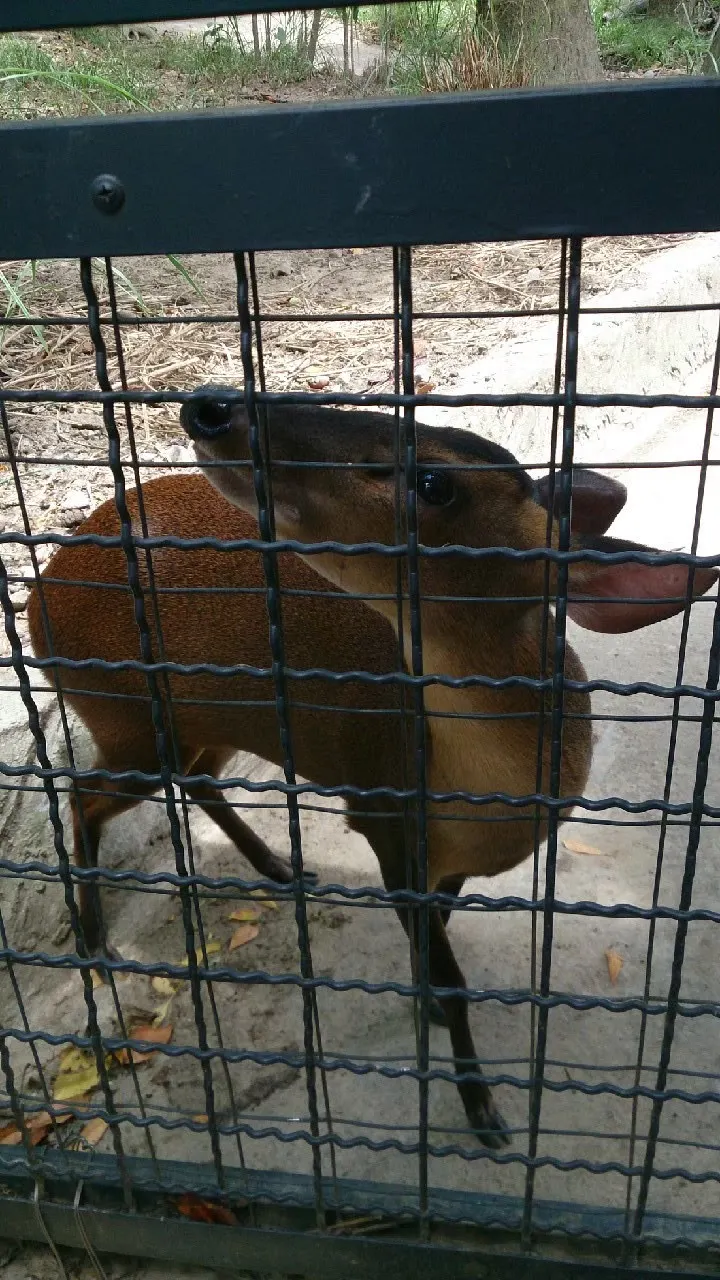 ▲小嬸說當初在動物園看到小叔一談起動物便神采飛揚，這份專注與熱情，讓她忍不住心動。