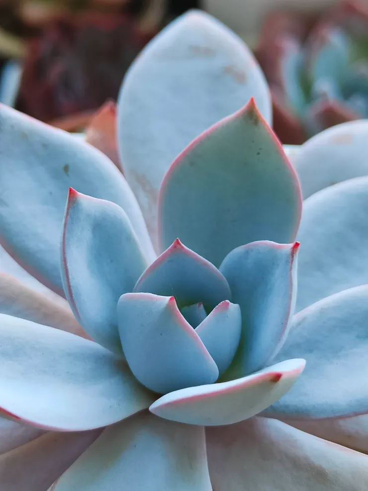 燈養兩個月後加上天冷葉子有一點點粉邊~好美