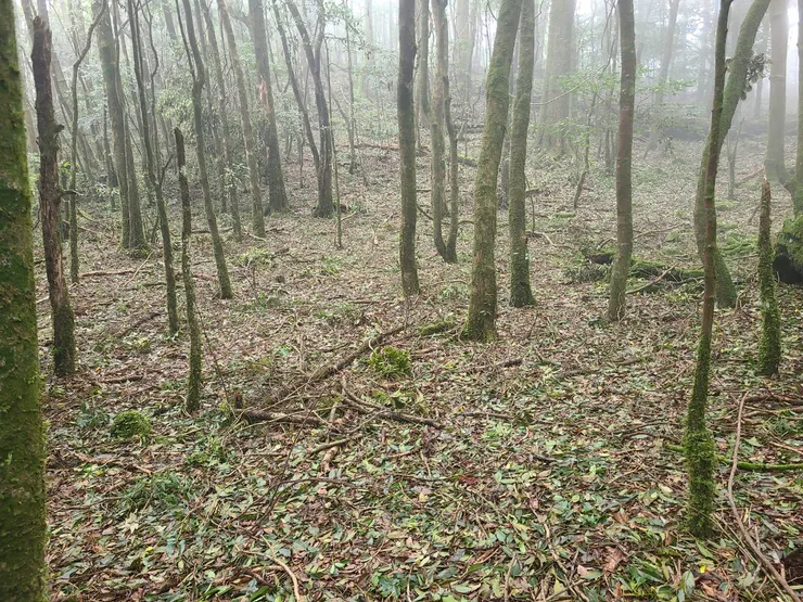 腹地夠大，算平 但需要整地，開闢一下可能就是個好營地