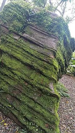 [新北美食]攻頂眺望鶯桃微笑山線、吃一碗百年大榕樹豆花，來一