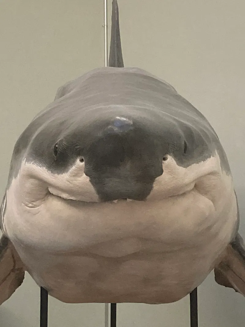 src