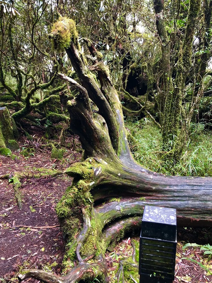 森林底層社會－甲蟲的諾亞方舟