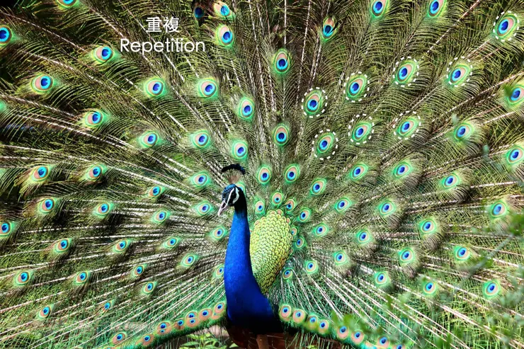 攝影師:NAUSHIL | SKYHAWK