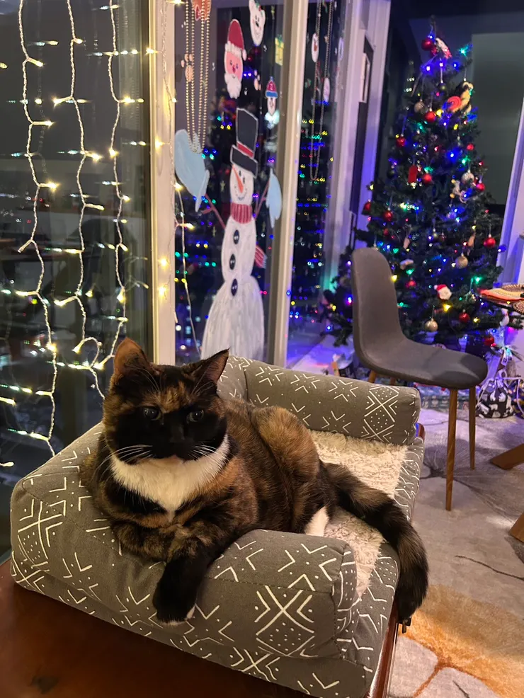 姊姊家中的貓，她叫Bryndza