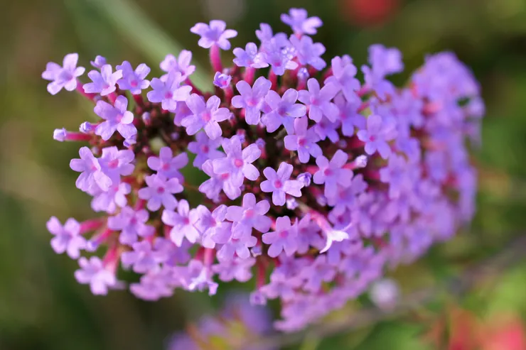 清境農場的初相識-不知道什麼花:p