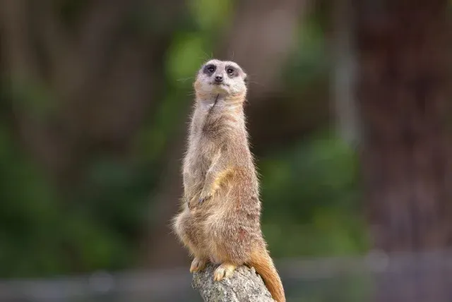 呃，你說狐獴站危險衛兵時怕不怕，多少吧！除非他上崗前先吸大麻