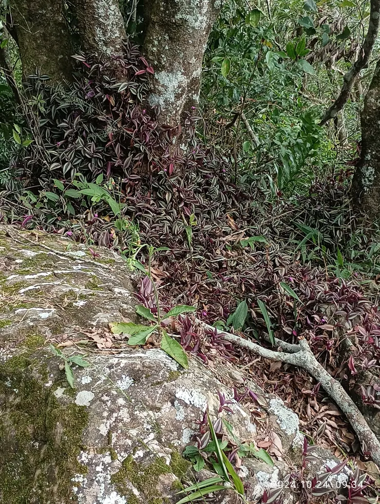 吊竹梅紅遍笑迎