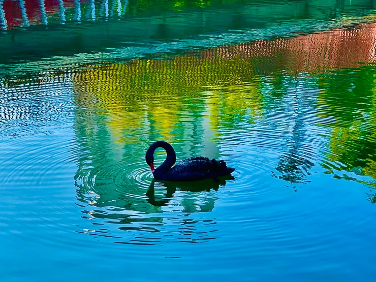 在秋紅谷的湖面上悠游自在的黑天鵝