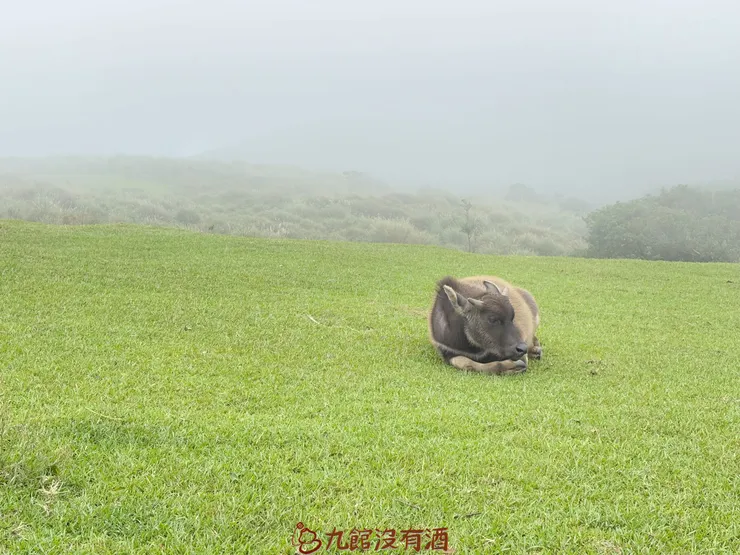 離圍欄很近的水牛
