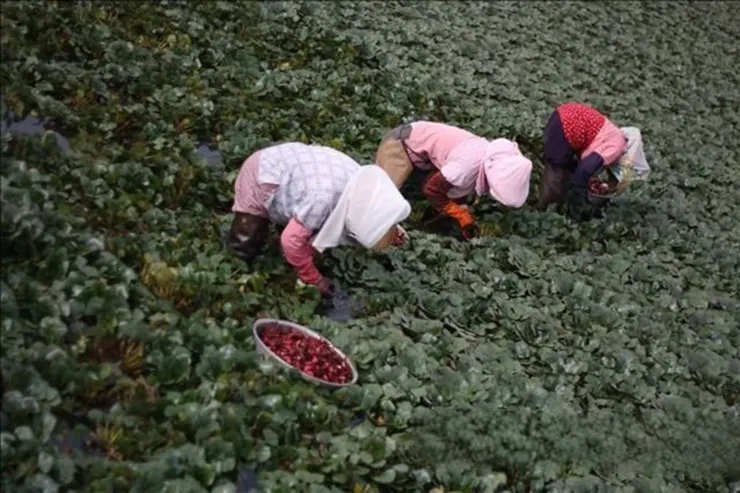 鹿草採菱角的阿桑,就跟他們採的紅菱一樣,在一片綠波中是最顯目的焦點!