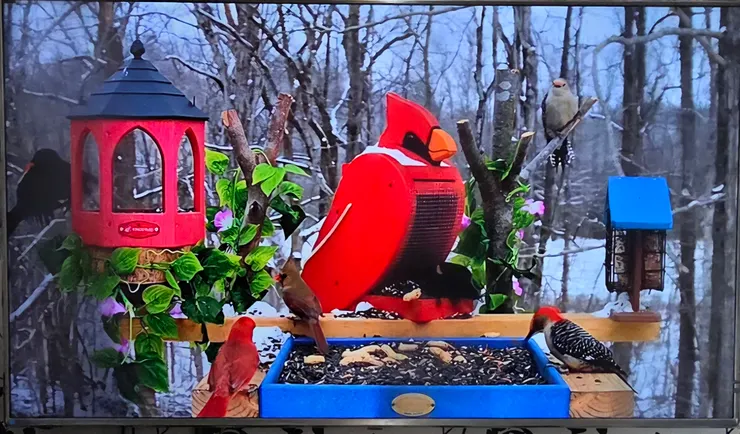 YouTube 鳥類視頻截圖