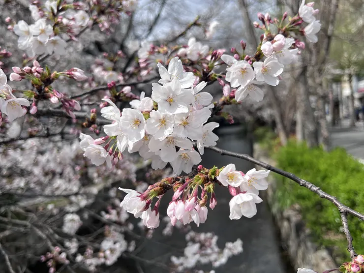美麗的染井吉野櫻。（攝影／林以絜）